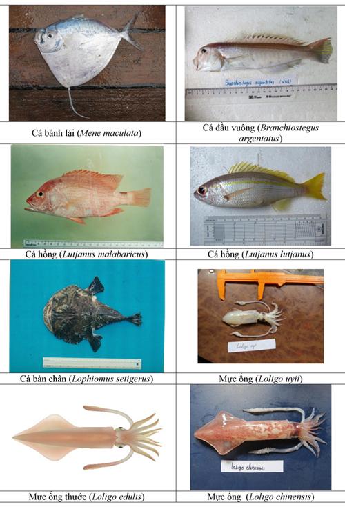 154 loại hải sản miền Trung khuyến cáo không nên ăn
