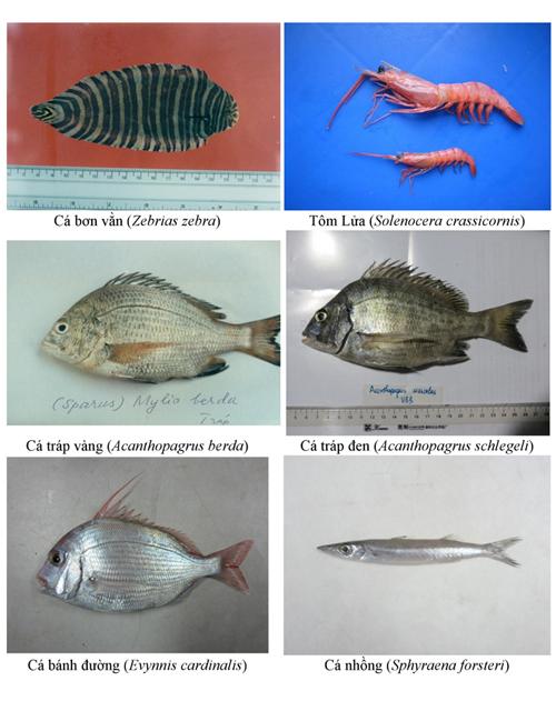 154 loại hải sản miền Trung khuyến cáo không nên ăn
