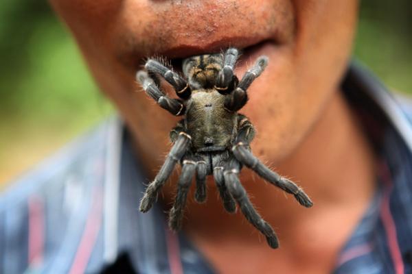 Đặc sản nhện đen đáng sợ của Campuchia
