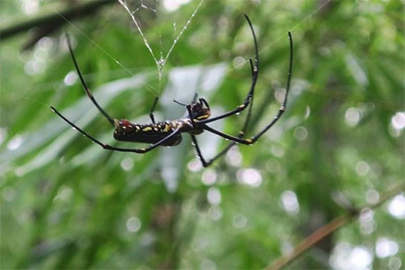 Đặc sản nhện rừng của đồng bào Raglai Phan Dũng