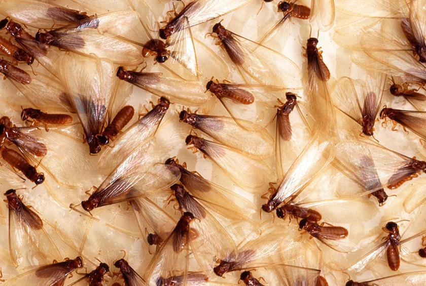 Mọi người sợ chết khiếp trong khi 2 tỷ người ăn những loại côn trùng này mỗi ngày