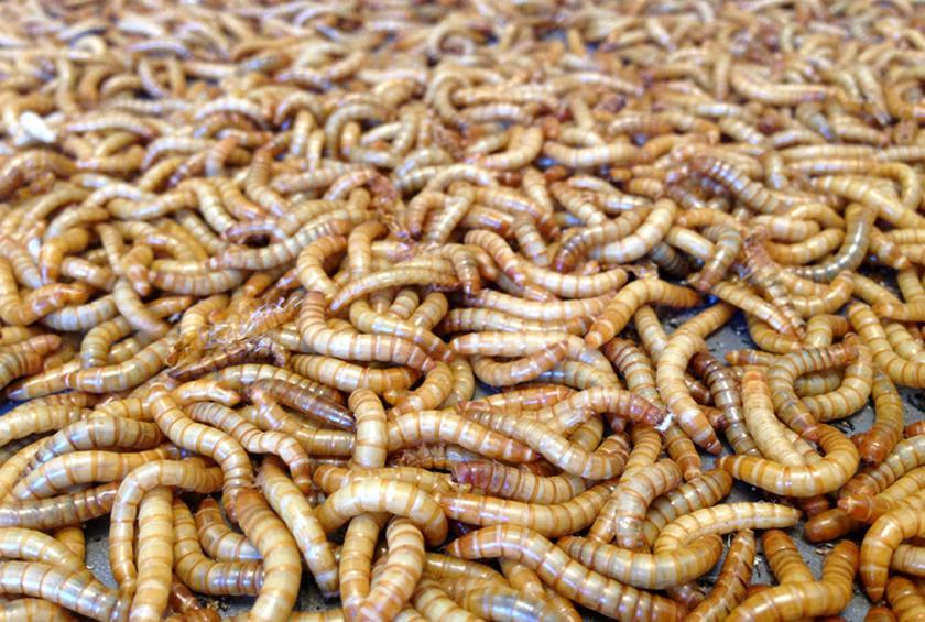 Mọi người sợ chết khiếp trong khi 2 tỷ người ăn những loại côn trùng này mỗi ngày