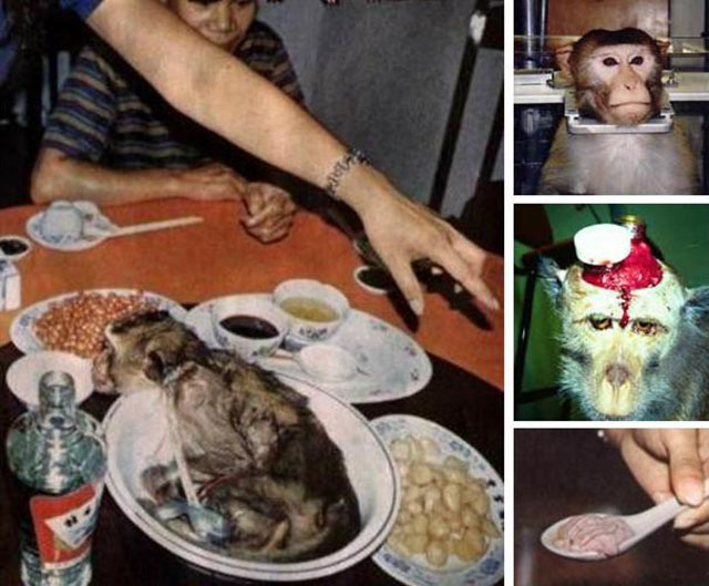 Óc khỉ tươi, món ăn tàn bạo khiến ai cũng thấy ghê sợ ( https://congthucmonngon.com › oc-... ) 