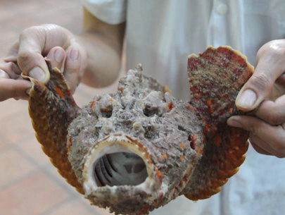 Cá mặt quỷ - Vẻ ngoài đáng sợ nhưng vị thịt ngọt thơm, xứng danh 