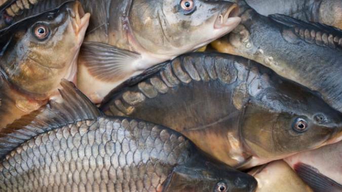 Khi mua cá chép nên chọn con đực hay cái? Chọn nhầm khiến món ăn bị tanh và không ngon