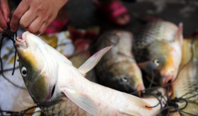 Khi mua cá chép nên chọn con đực hay cái? Chọn nhầm khiến món ăn bị tanh và không ngon