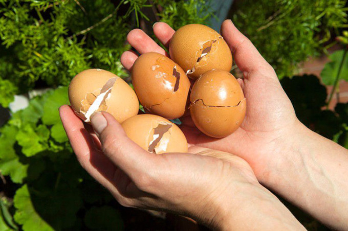 8 công dụng của vỏ trứng