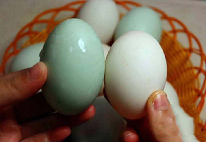 Mua trứng vịt nên chọn quả vỏ trắng hay vỏ xanh?